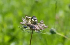 Comment le golf contribue à la connaissance de la biodiversité et la préserve ?