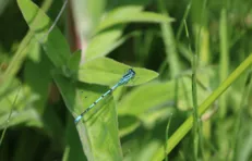 Comité label Golf pour la biodiversité : Un bilan 2024 positif, une année 2025 prometteuse