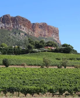 Les vignobles à vélo électrique