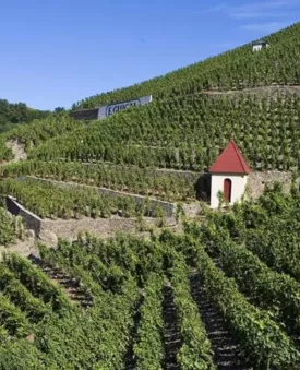 Des vignobles de légende