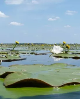 Observatoire ornithologique du lac de Grandlieu