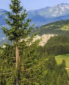 GOLF CLUB AVORIAZ