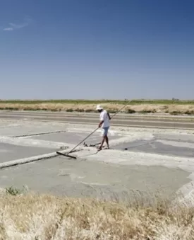 Les marais salants de l'Île de Ré