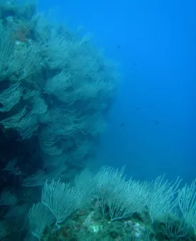 Réserve naturelle marine de Cerbère-Banyuls