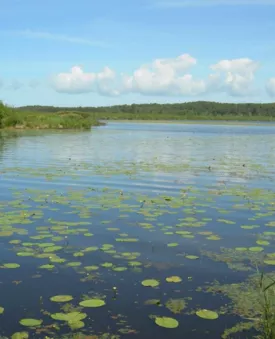 L'Amazonie landaise