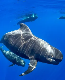 Excursion pour observer les baleines et les dauphins