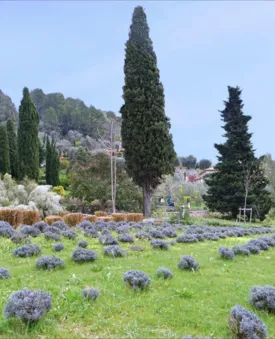 Les jardins du Musée international de la parfumerie