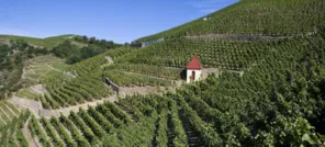 Des vignobles de légende