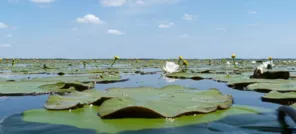 Observatoire ornithologique du lac de Grandlieu