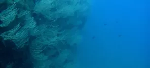 Réserve naturelle marine de Cerbère-Banyuls