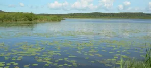 L'Amazonie landaise