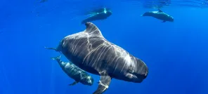 Excursion pour observer les baleines et les dauphins
